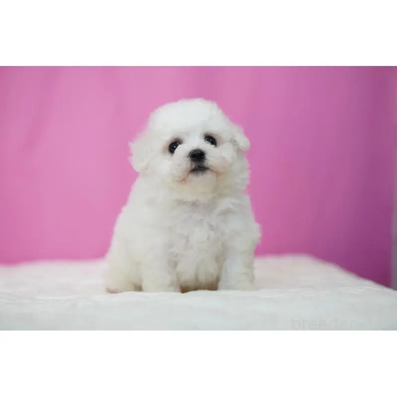 販売中の埼玉県のビションフリーゼ-451509の6枚目