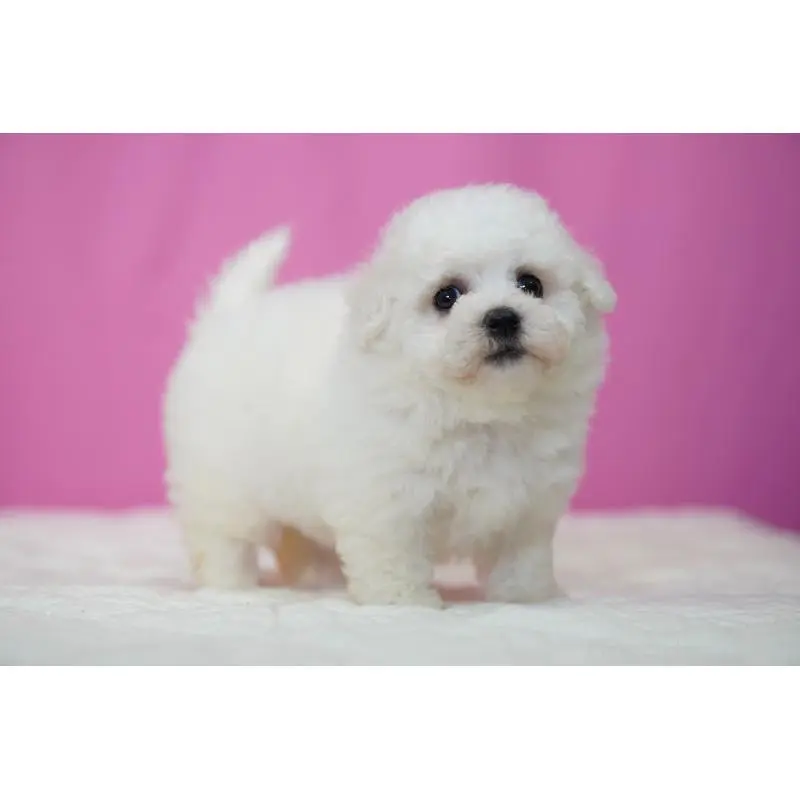 販売中の埼玉県のビションフリーゼ-451509の5枚目