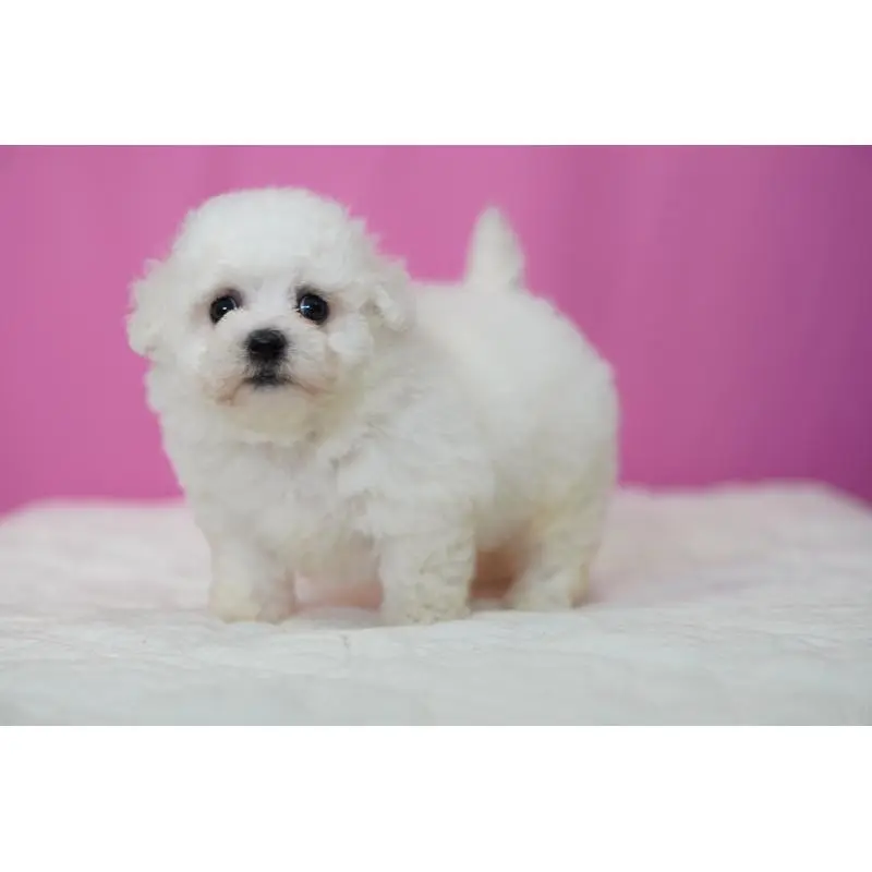 販売中の埼玉県のビションフリーゼ-451509の4枚目