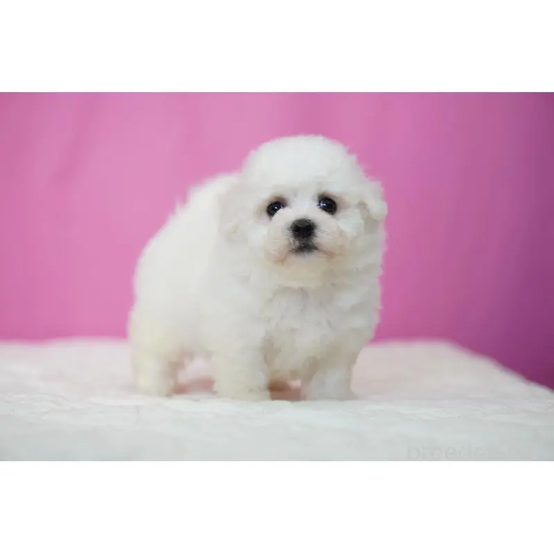 販売中の埼玉県のビションフリーゼ-451509の3枚目