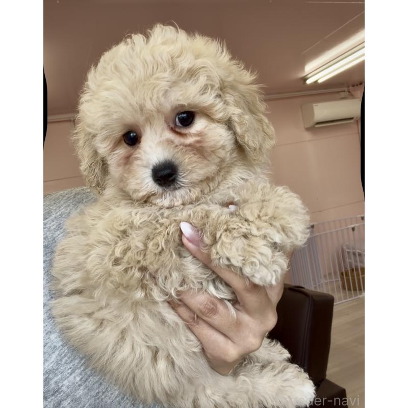 販売中の滋賀県のミックス犬-443256の2枚目