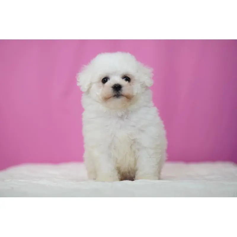 販売中の埼玉県のビションフリーゼ-451510の7枚目