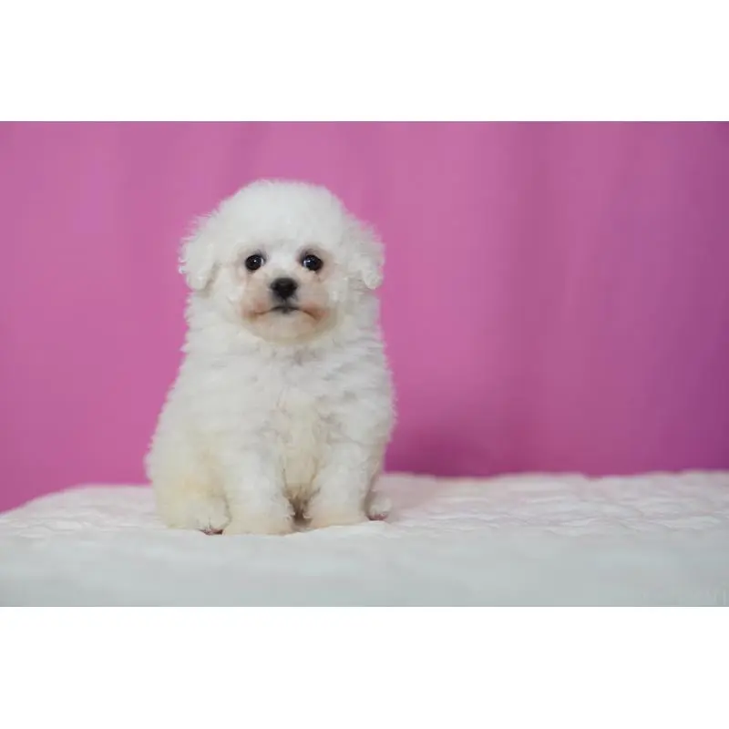 販売中の埼玉県のビションフリーゼ-451510の5枚目