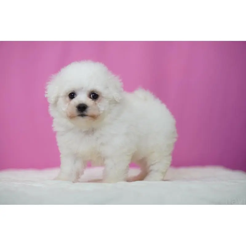 販売中の埼玉県のビションフリーゼ-451510の4枚目