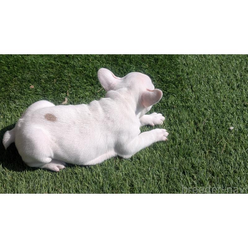 販売中の熊本県のフレンチブルドッグ-445162の7枚目