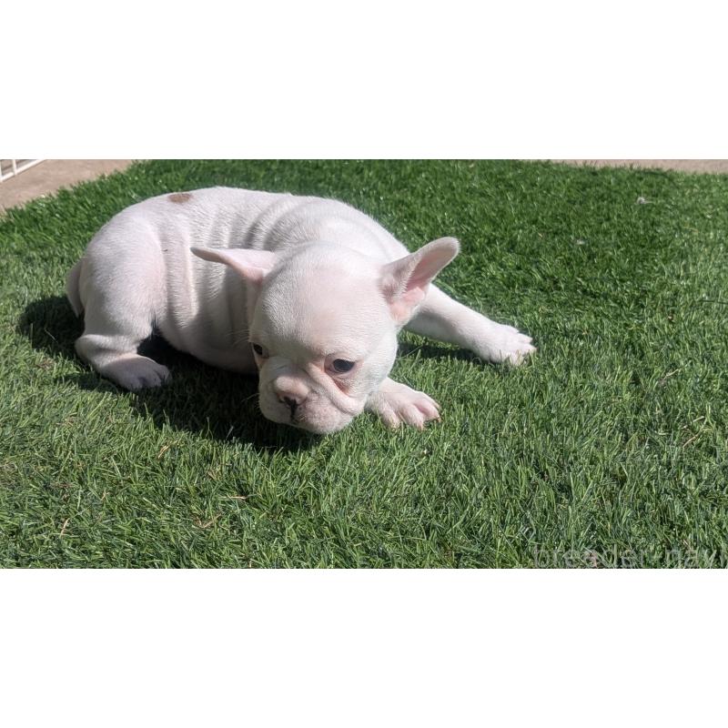 販売中の熊本県のフレンチブルドッグ-445162の6枚目