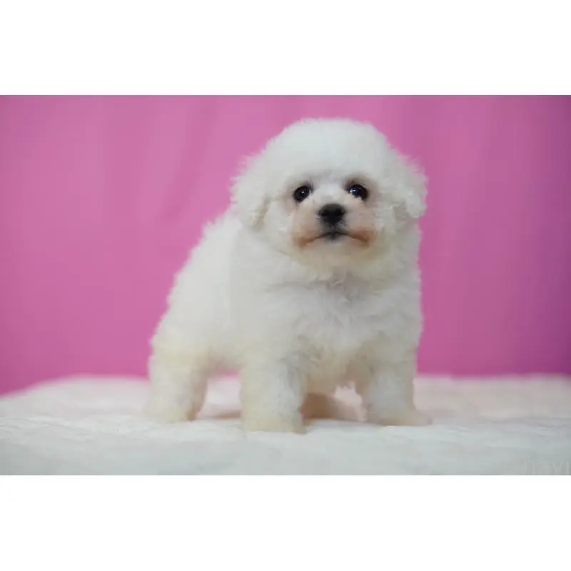 販売中の埼玉県のビションフリーゼ-451510の3枚目