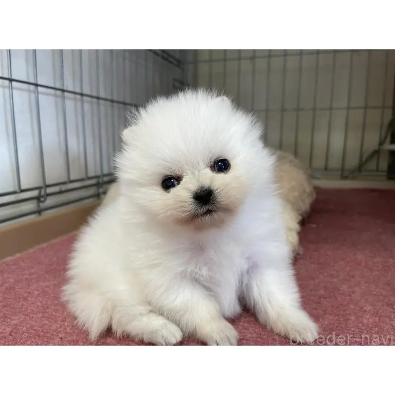 販売中の岐阜県のポメラニアン-451511の7枚目