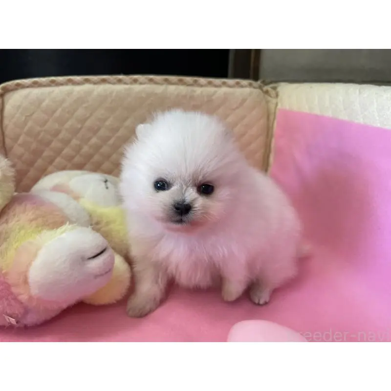 販売中の岐阜県のポメラニアン-451511の6枚目