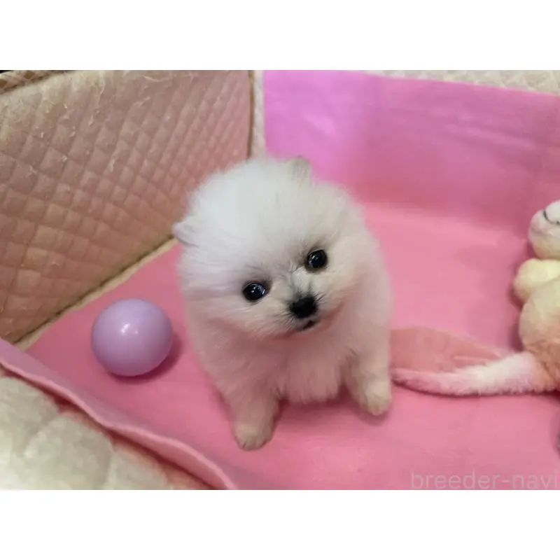 販売中の岐阜県のポメラニアン-451511の5枚目