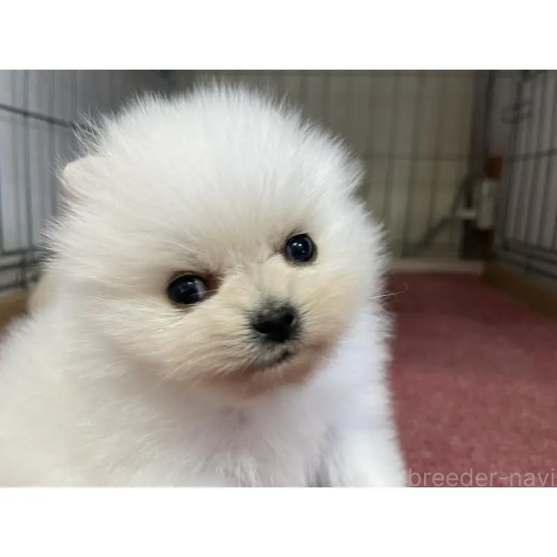 販売中の岐阜県のポメラニアン-451511の4枚目