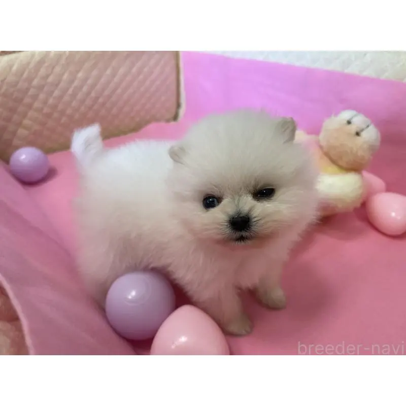 販売中の岐阜県のポメラニアン-451511の3枚目