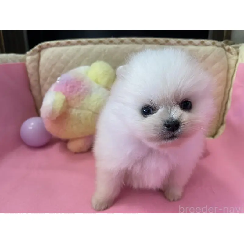 販売中の岐阜県のポメラニアン-451511の2枚目