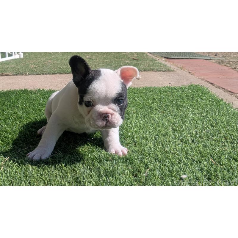 販売中の熊本県のフレンチブルドッグ-445160の12枚目