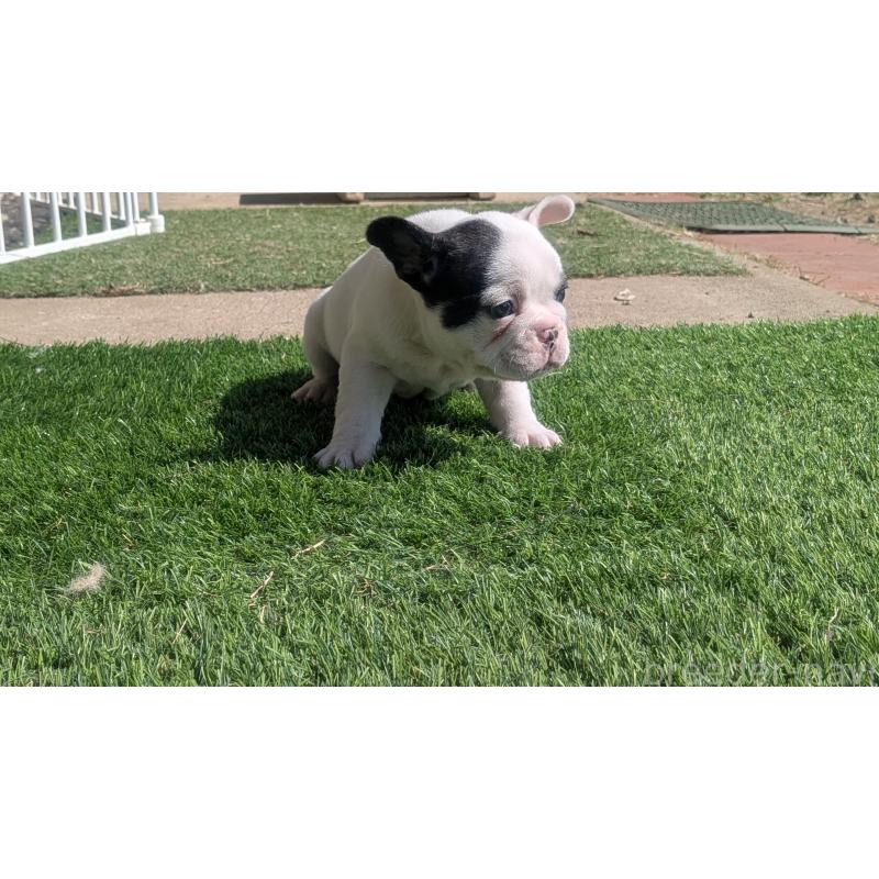 販売中の熊本県のフレンチブルドッグ-445160の11枚目