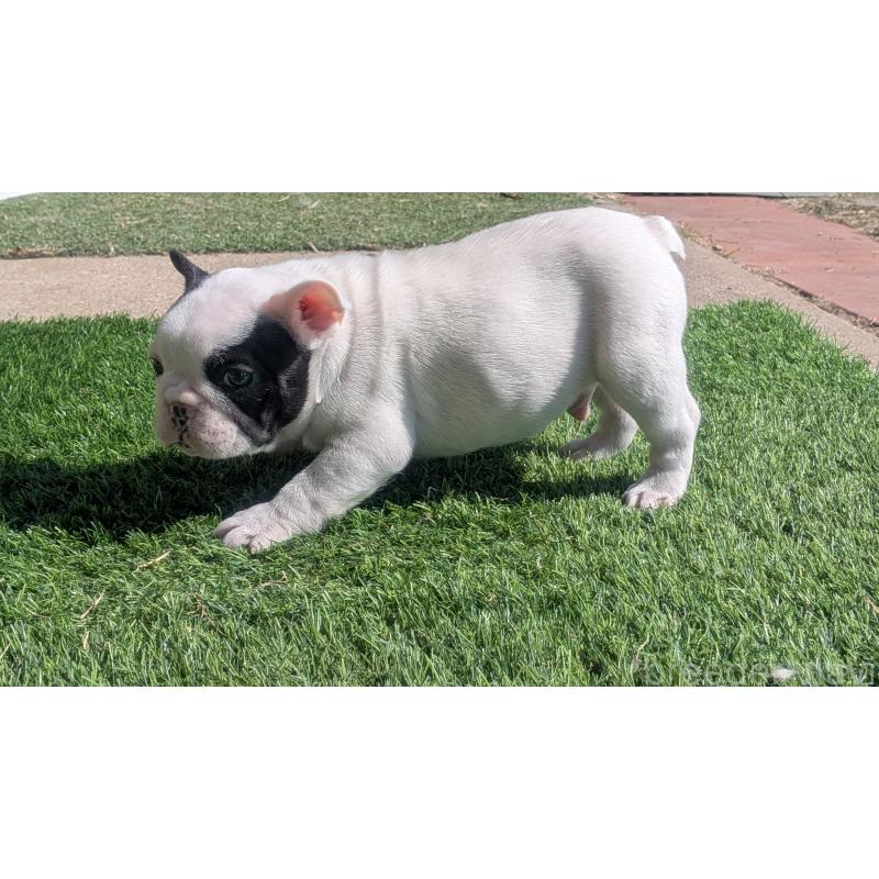 販売中の熊本県のフレンチブルドッグ-445160の10枚目