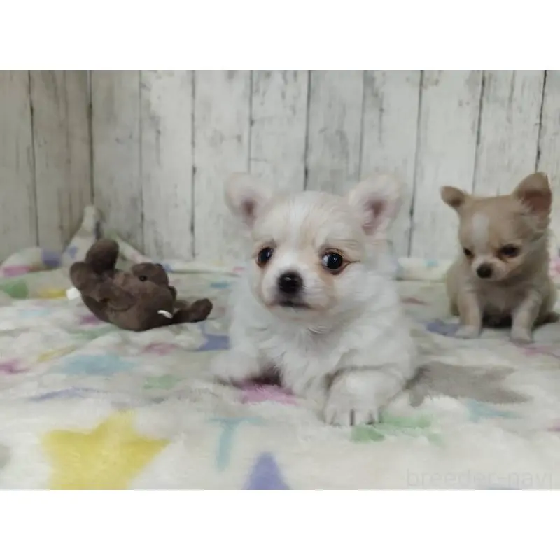 販売中の三重県のチワワ(ロングコート)-451512の5枚目