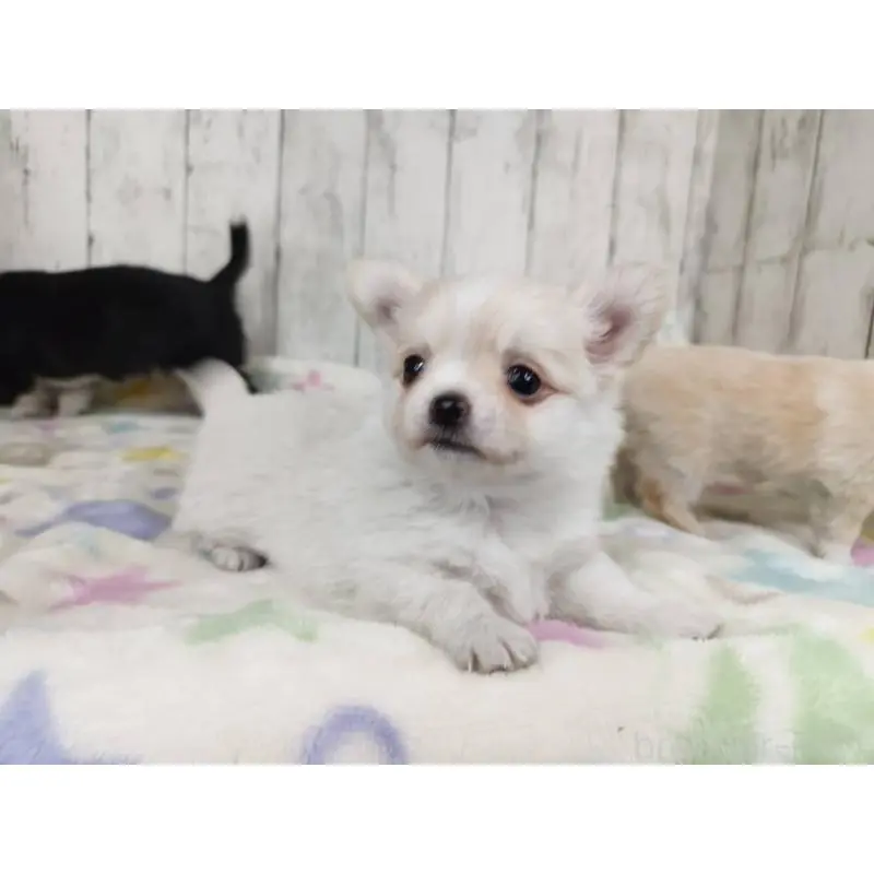 販売中の三重県のチワワ(ロングコート)-451512の4枚目