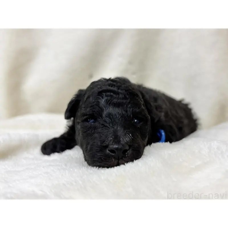 販売中の千葉県のトイプードル-451514の7枚目