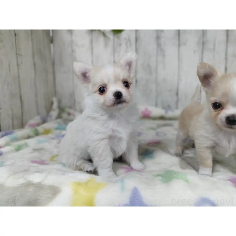 販売中の三重県のチワワ(ロングコート)-451512の3枚目