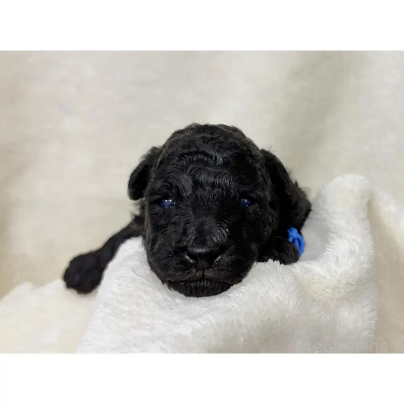 販売中の千葉県のトイプードル-451514の6枚目