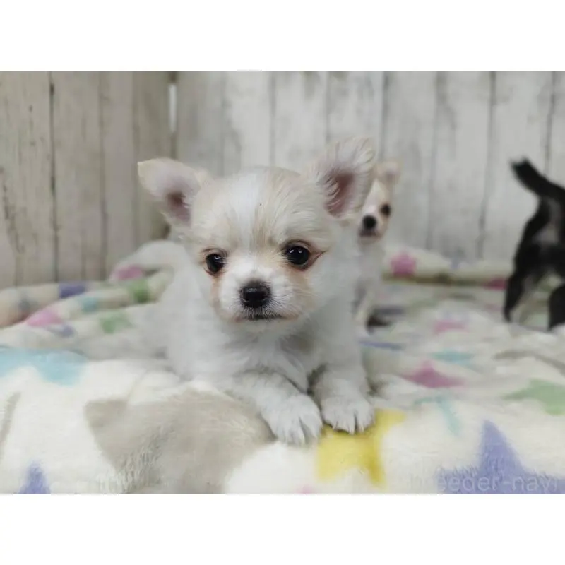 販売中の三重県のチワワ(ロングコート)-451512の2枚目