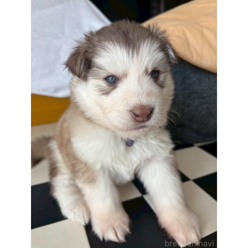 販売中の奈良県のアラスカンマラミュート-446823の12枚目