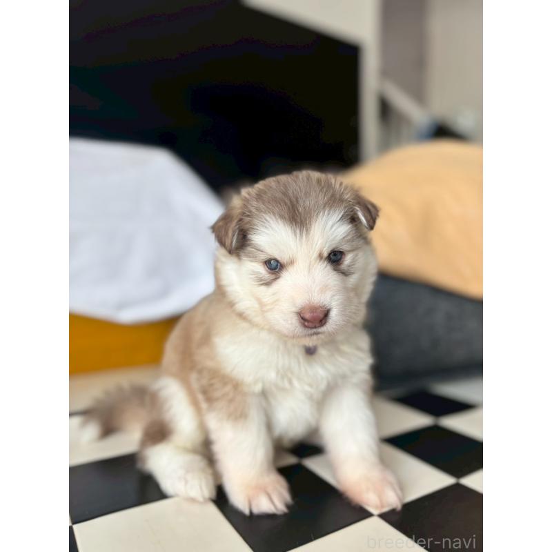 販売中の奈良県のアラスカンマラミュート-446823の11枚目