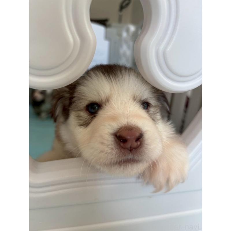 販売中の奈良県のアラスカンマラミュート-446823の10枚目