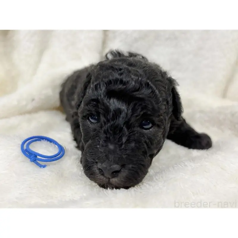 販売中の千葉県のトイプードル-451514の5枚目