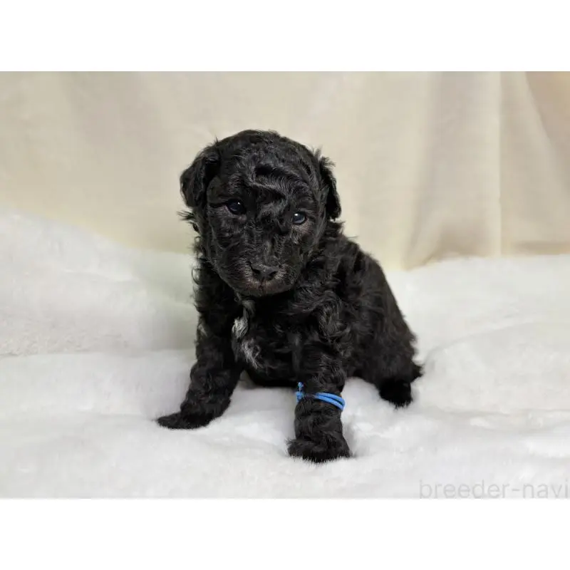 販売中の千葉県のトイプードル-451514の3枚目