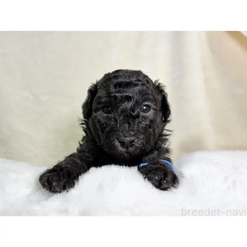 販売中の千葉県のトイプードル-451514の2枚目