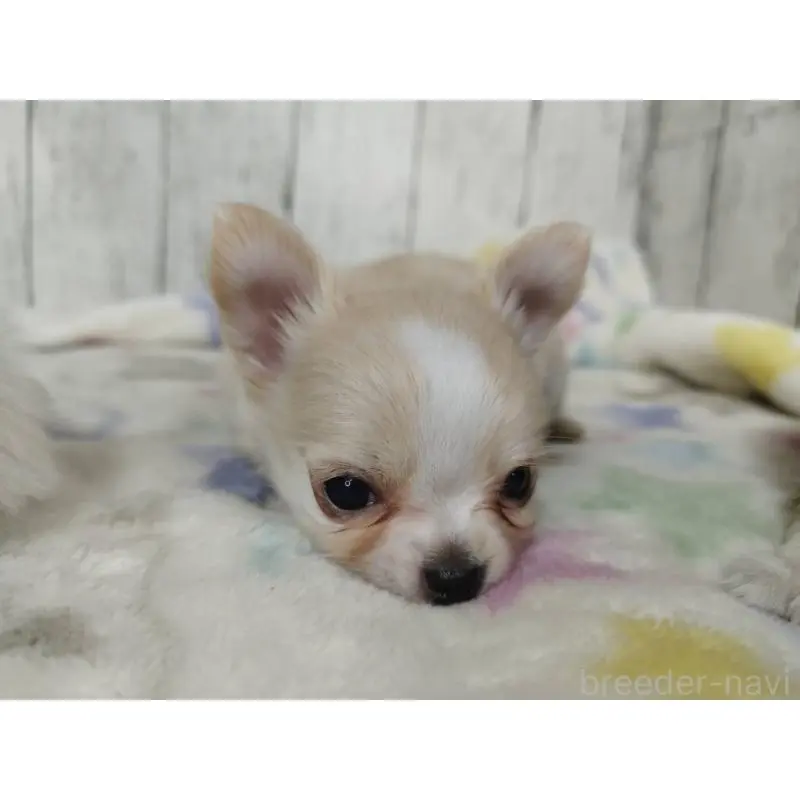 販売中の三重県のチワワ(ロングコート)-451513の5枚目