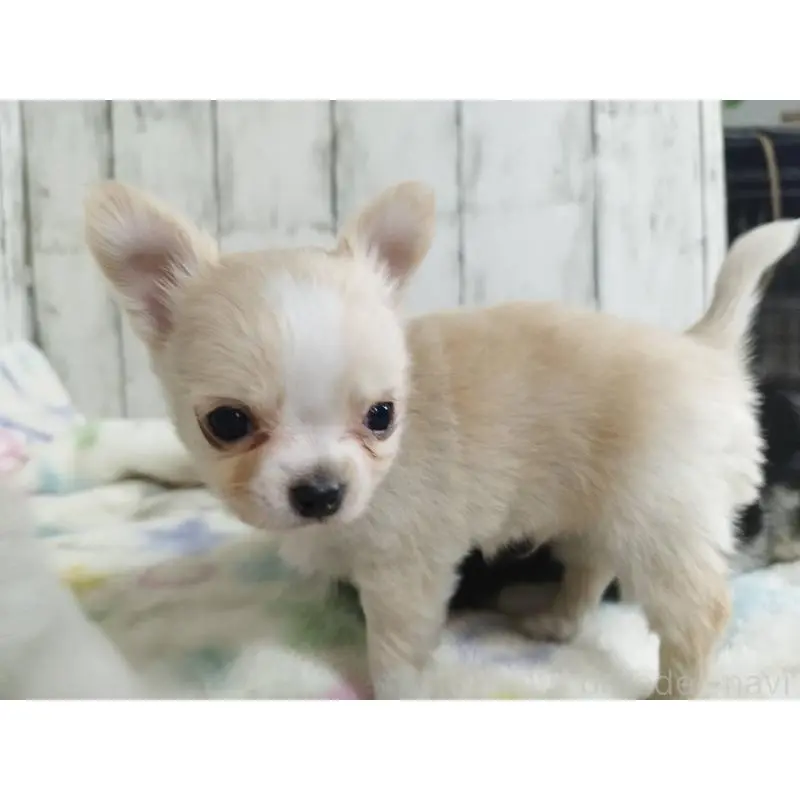 販売中の三重県のチワワ(ロングコート)-451513の4枚目