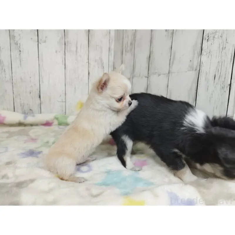 販売中の三重県のチワワ(ロングコート)-451513の3枚目