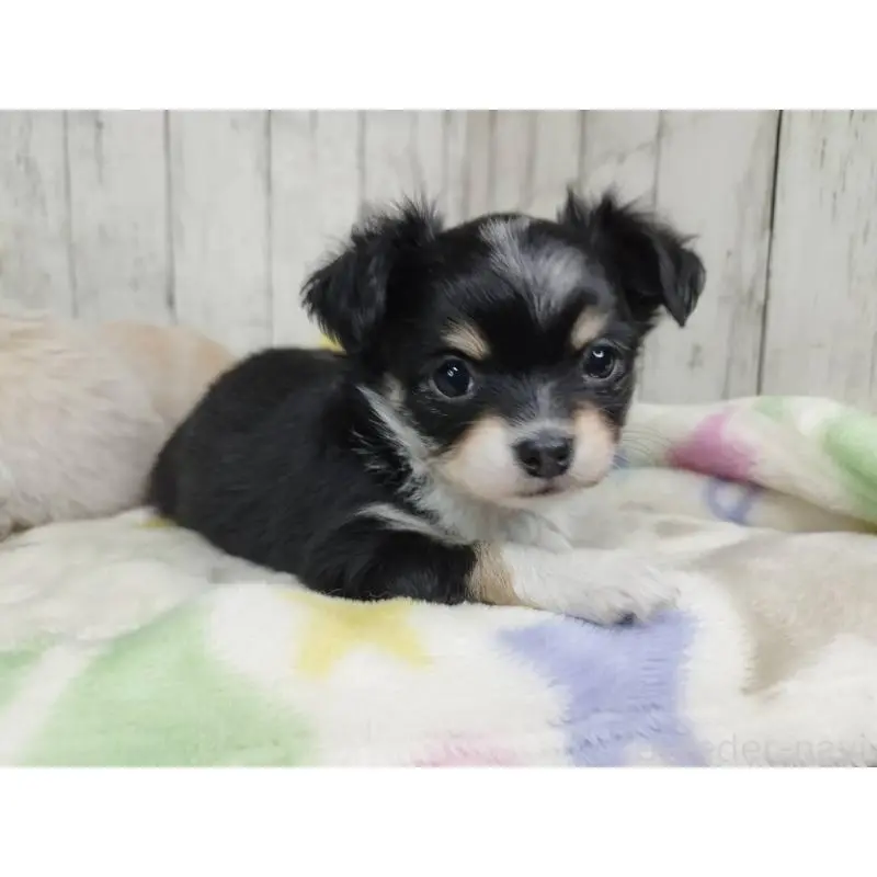 販売中の三重県のチワワ(ロングコート)-451515の4枚目