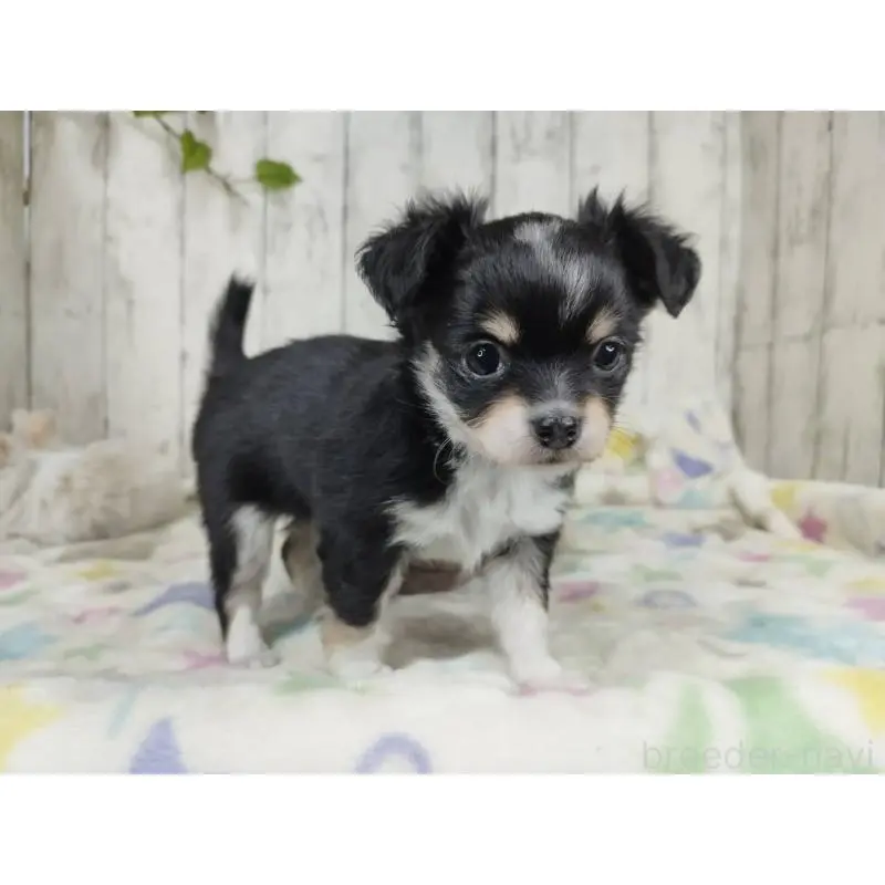 販売中の三重県のチワワ(ロングコート)-451515の3枚目