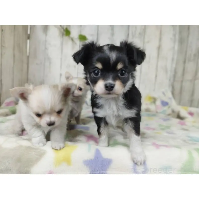 販売中の三重県のチワワ(ロングコート)-451515の2枚目