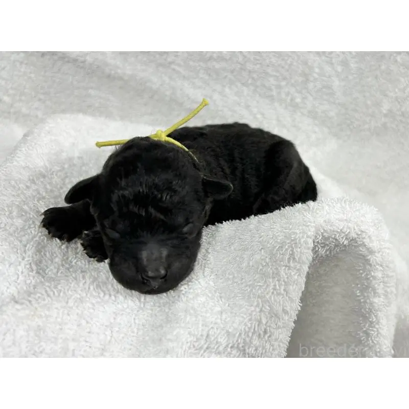 販売中の千葉県のトイプードル-451517の10枚目