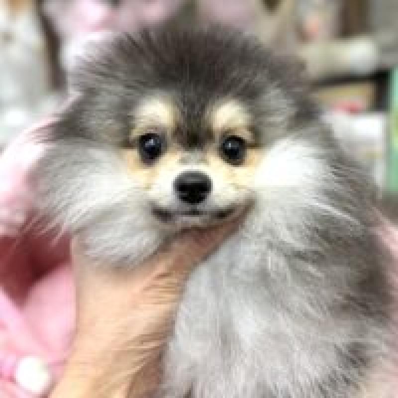 販売中の大阪府のポメラニアン-427208の5枚目