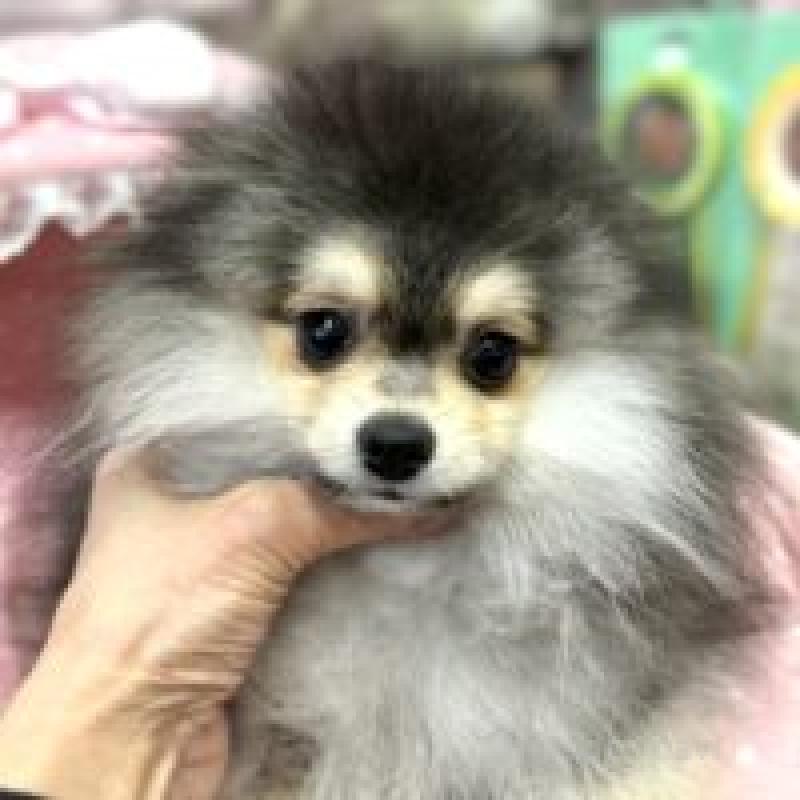 販売中の大阪府のポメラニアン-427208の6枚目