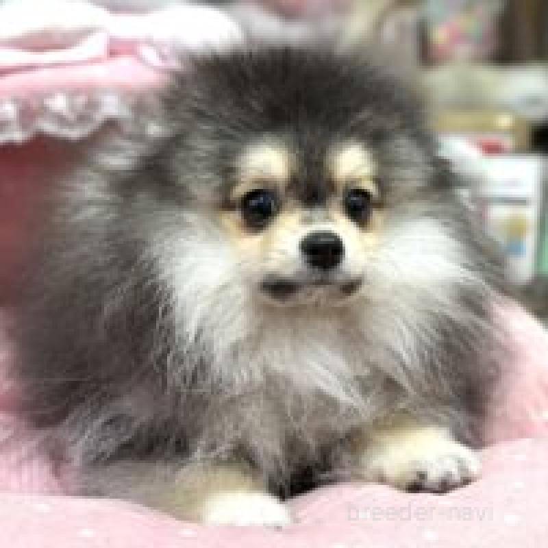 販売中の大阪府のポメラニアン-427208の3枚目