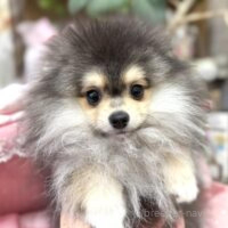 販売中の大阪府のポメラニアン-427208の4枚目