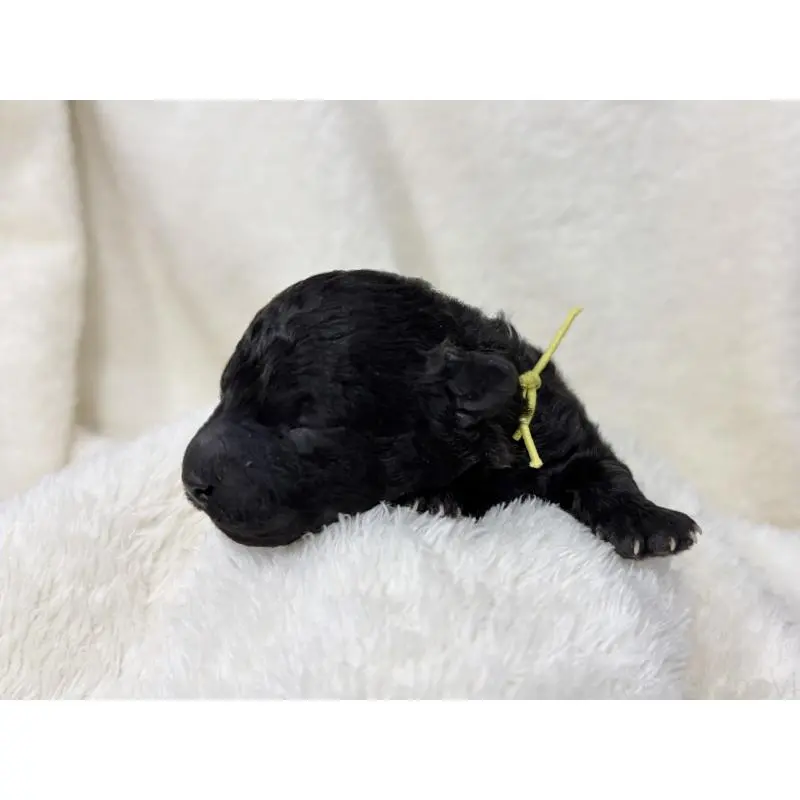 販売中の千葉県のトイプードル-451517の9枚目