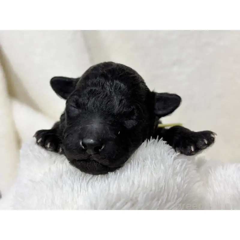 販売中の千葉県のトイプードル-451517の8枚目