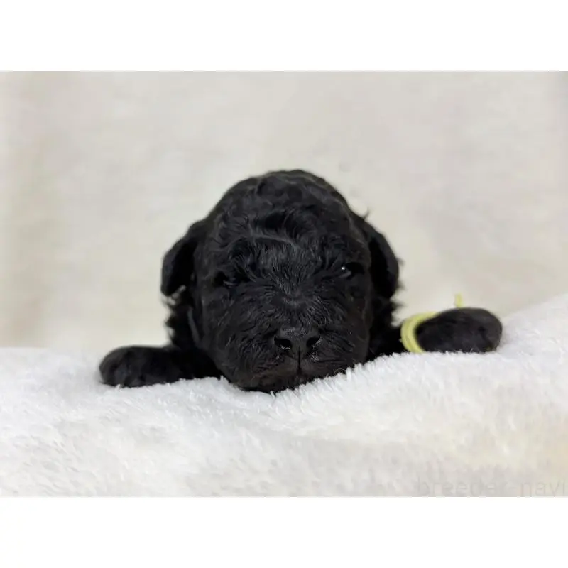 販売中の千葉県のトイプードル-451517の7枚目