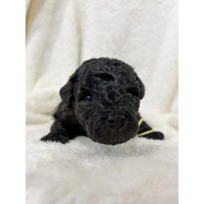 販売中の千葉県のトイプードル-451517の5枚目