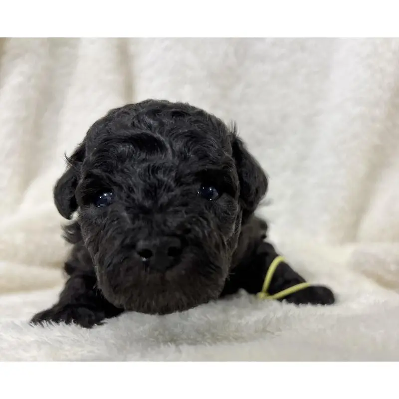 販売中の千葉県のトイプードル-451517の4枚目