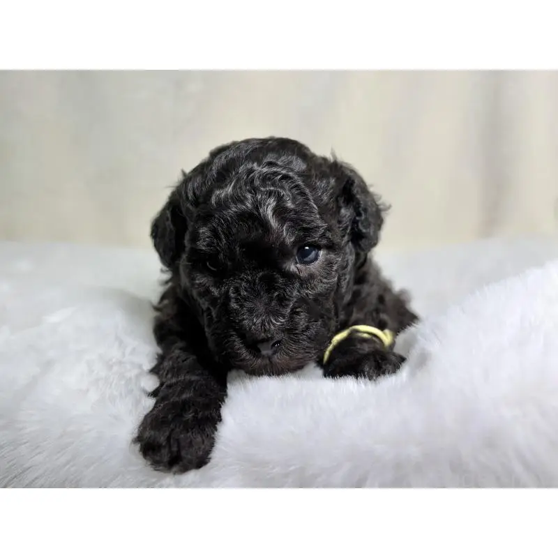 販売中の千葉県のトイプードル-451517の3枚目