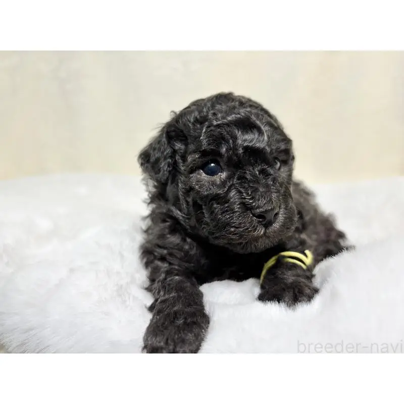 販売中の千葉県のトイプードル-451517の2枚目